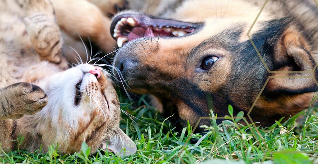 Pets in the GBL Learning Center