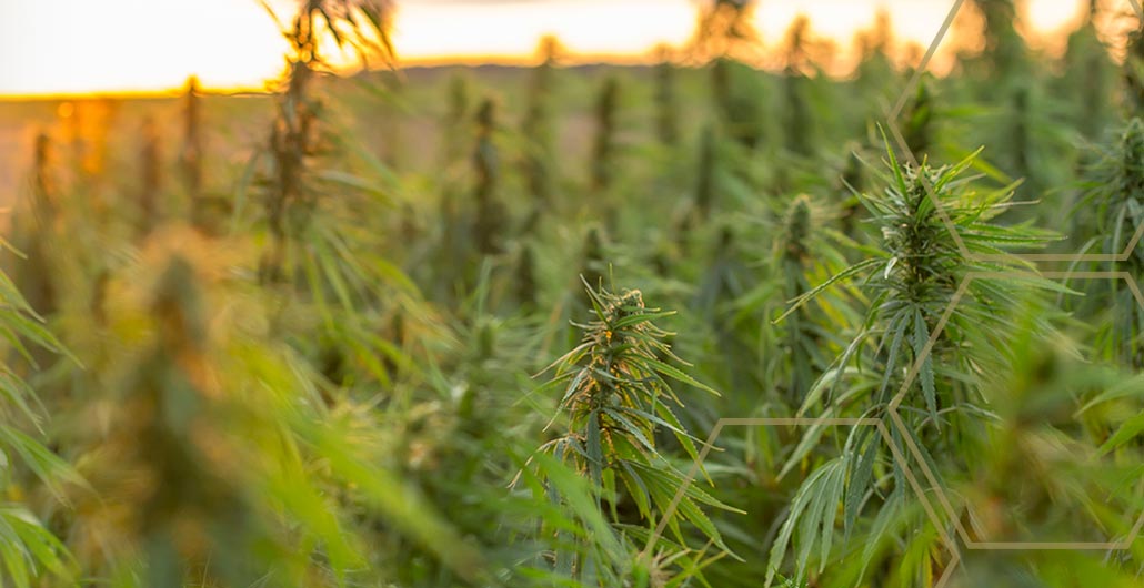 Sustainability in the GBL Learning Center